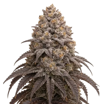 Blueberry Kush1 image