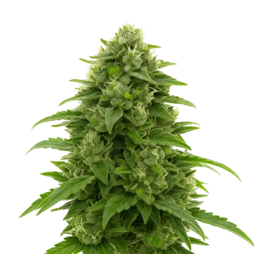 Bruce Banner Auto image