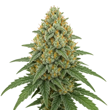 Bubblegum Sherbet Auto image