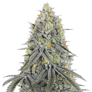 Bubblegum Sherbet image