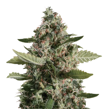 CBD Candida