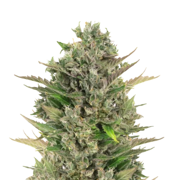 CBD Critical Mass