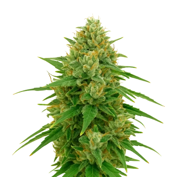 CBD Express Auto