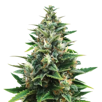 CBD Harle-Tsu