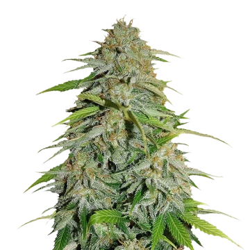 CBD Zenergy