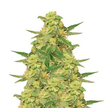 C. Banana