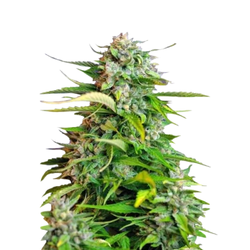 Critical
