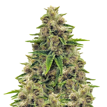 Godfather OG image