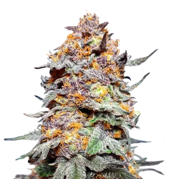 Granddaddy Purple image