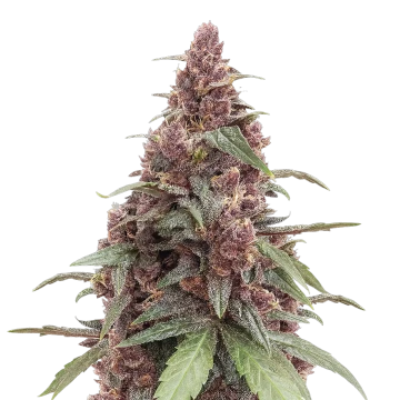 Grandmommy Purple image
