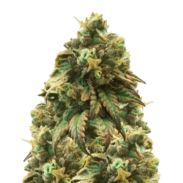 Green Crack