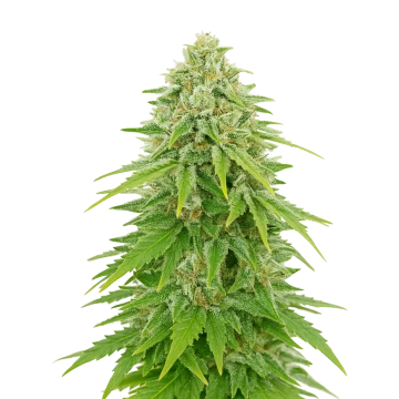Khalifa Kush Auto image
