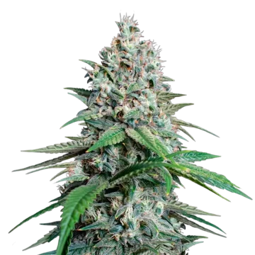 Lemon Cherry Gelato
