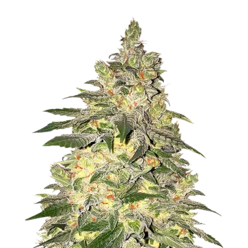 Mamba Negra CBD