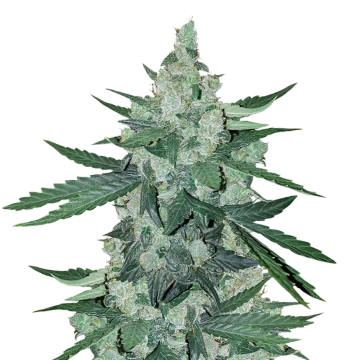 Moonshine Cookies