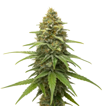 Skunk #1 image