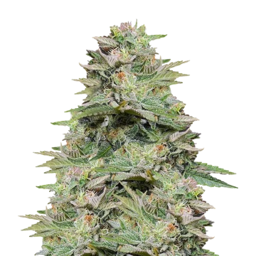 Sleepy Joe OG