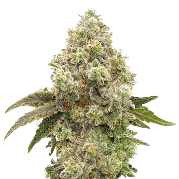Super Boof image
