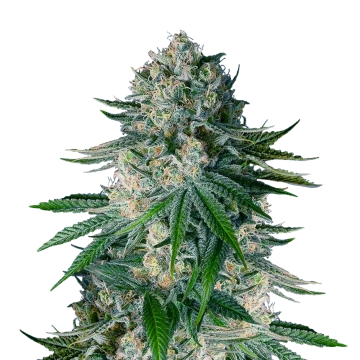 White Widow image